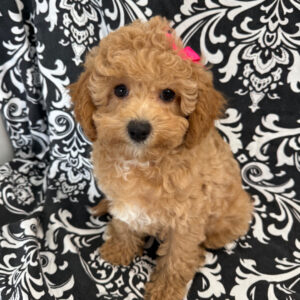 cavapoo