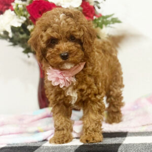 Forever female for sale