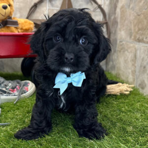 cavapoo for sale