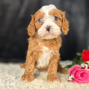 Olive cavapoo for sale