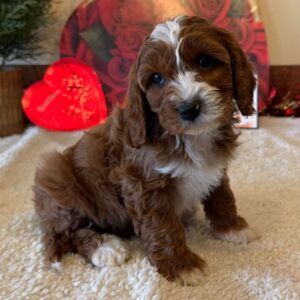 Peyton male for sale