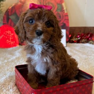 Princessa puppy for sale