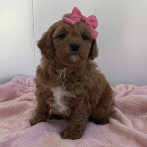 cavapoo