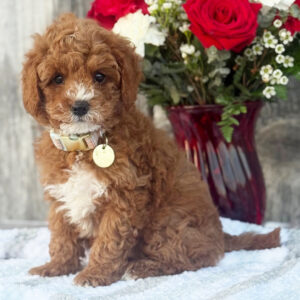cavapoo