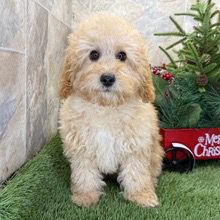 Cavapoos for sale