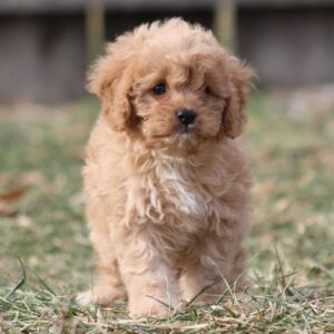 Cavapoos for sale