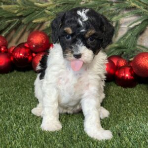 Kassie cavapoo for sale