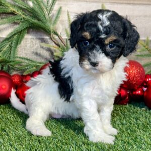 cavapoo puppy for sale